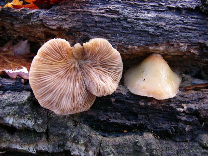 Crepidotus del 15.01.08
