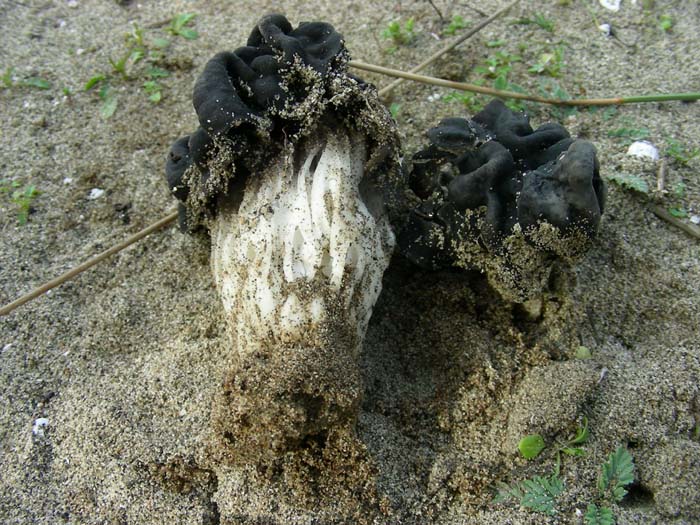 Litorale romano 03.03.07