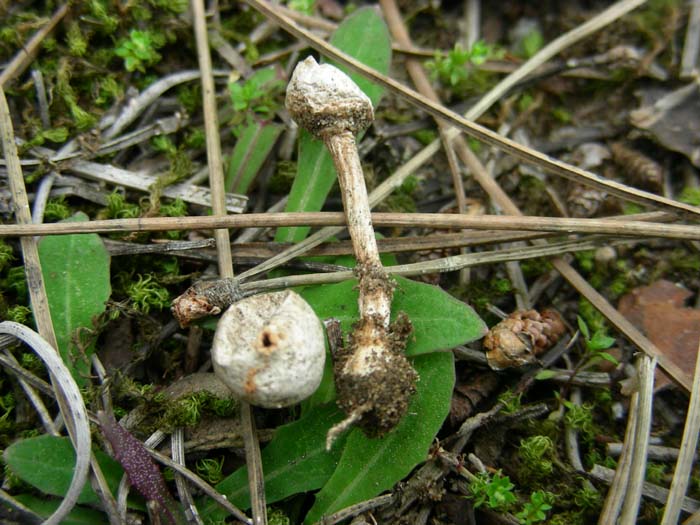 Litorale romano 03.03.07