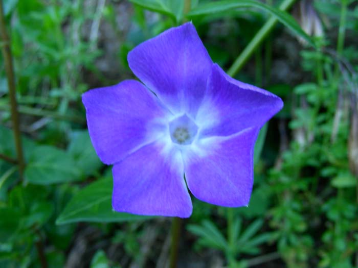 09.03.07 Vinca, Lathraea, Veronica, Petasites