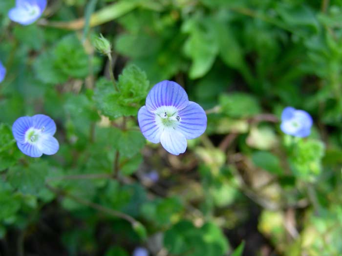 09.03.07 Vinca, Lathraea, Veronica, Petasites