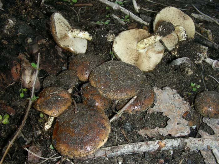 Pholiota highlandensis  18.01.08