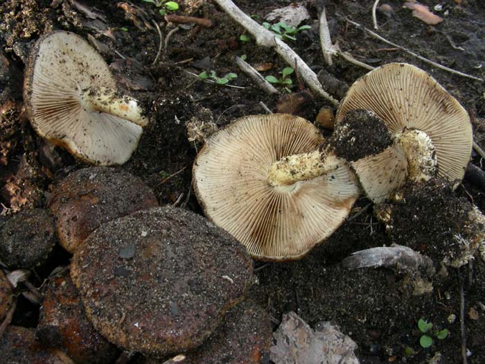 Pholiota highlandensis  18.01.08