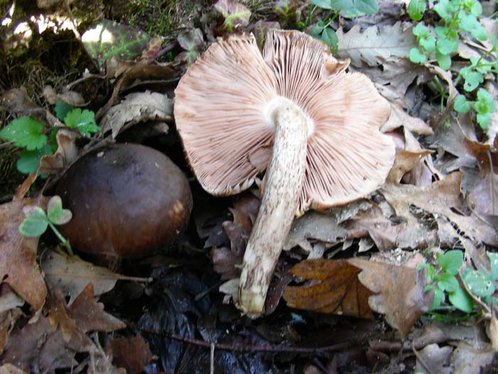 Pluteus del 29.01.08