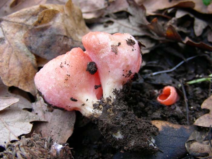 Ritrovamenti del 01.02.08