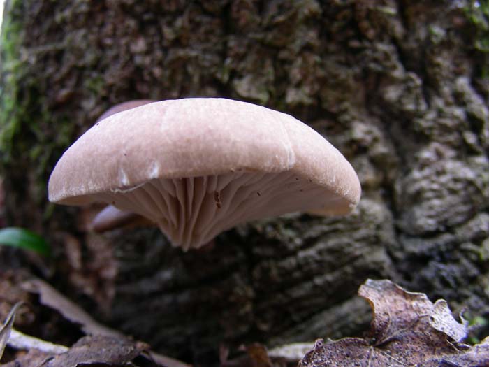 Ritrovamenti del 01.02.08