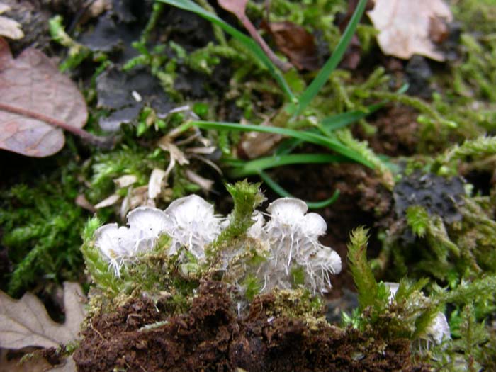 Peltigera praetextata