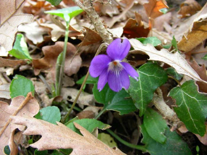 .fotografato il .01.02.08. - Viola sp.