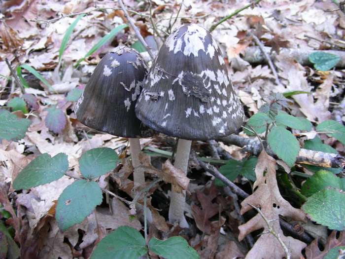 ritrovamenti 08.02.08 (1)