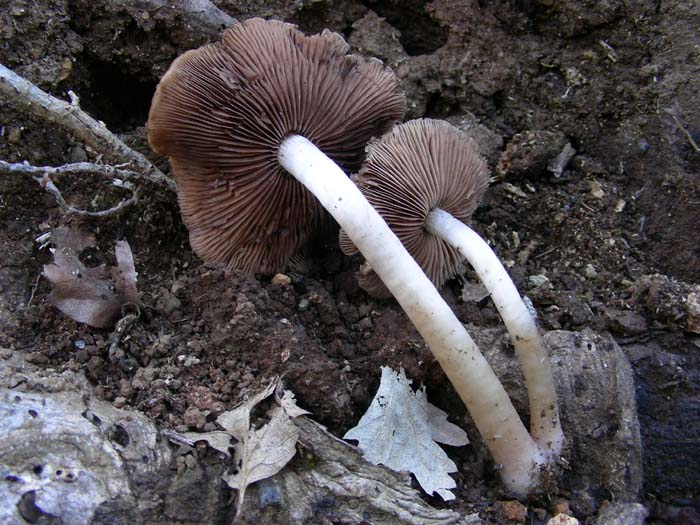 ritrovamento 08.02.08 (5)