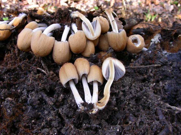 ritrovamenti 08.02.08 (1)