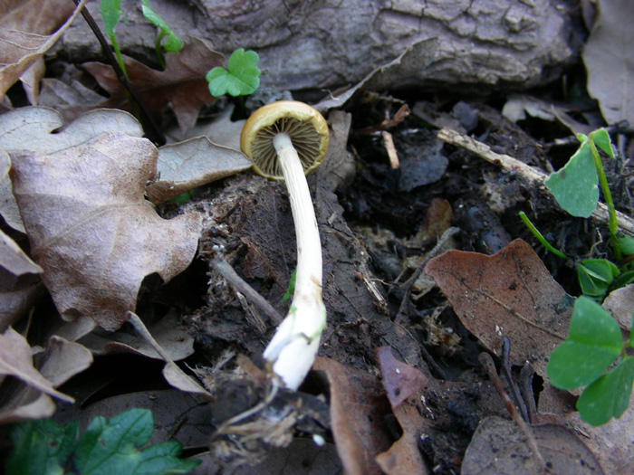 ritrovamenti  08.02.08 (2)