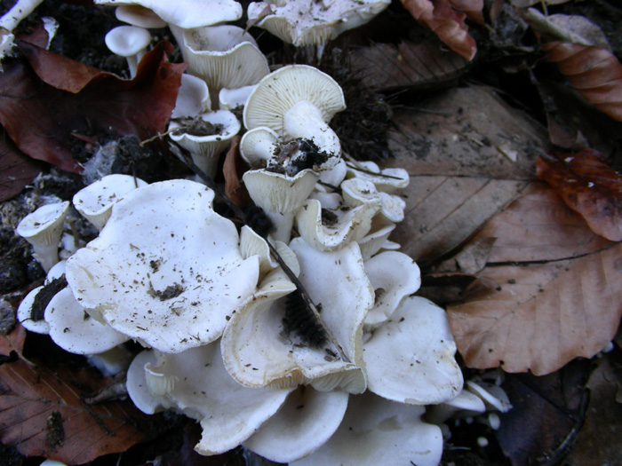 ritrovamenti 12.02.08 (3)