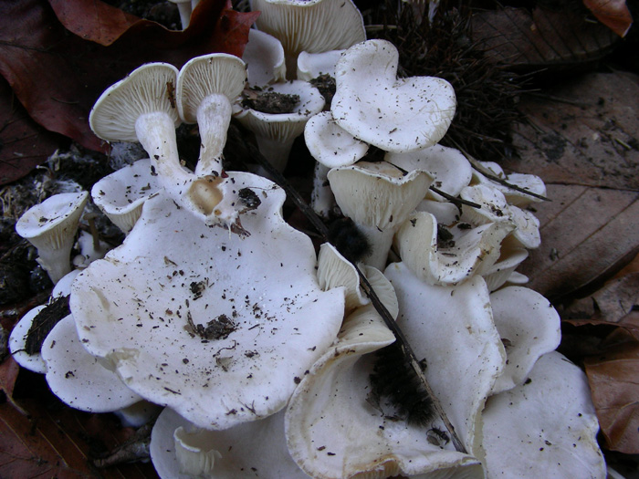 ritrovamenti 12.02.08 (3)