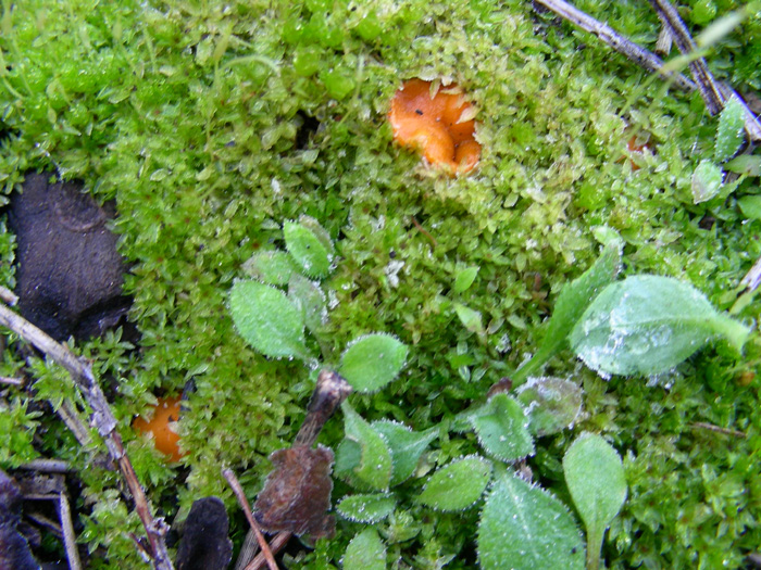 ritrovamento 15.02.08 (3)