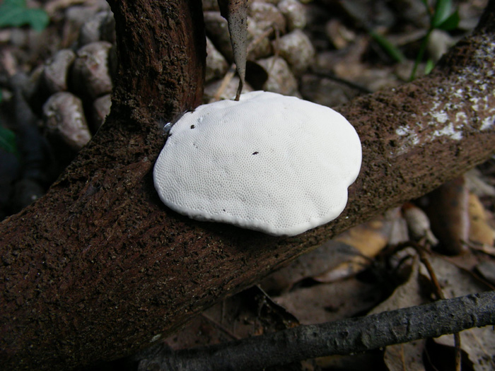 ritrovamenti  15.02.08 (1)