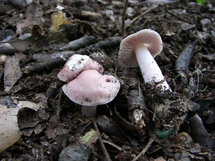 ritrovamenti  15.02.08 (1)