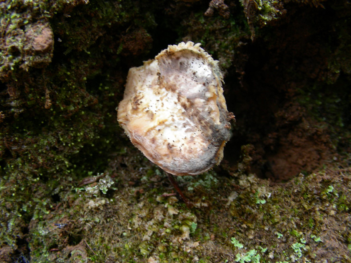 Hydnum repandum del 29.02.08