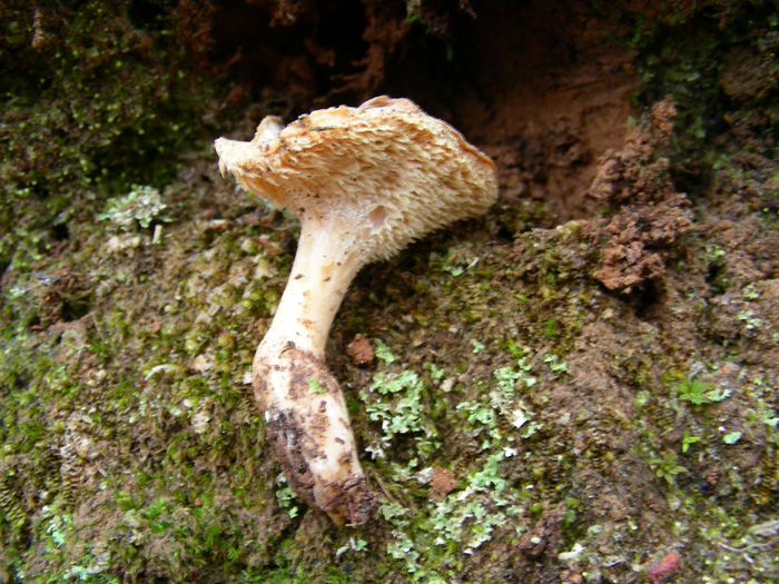 Hydnum repandum del 29.02.08