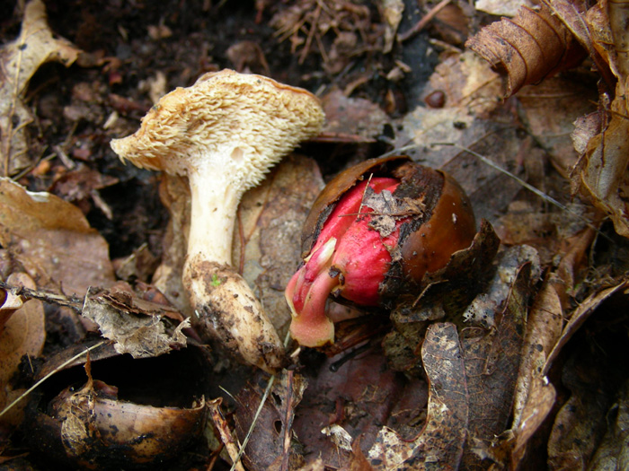 Hydnum repandum del 29.02.08