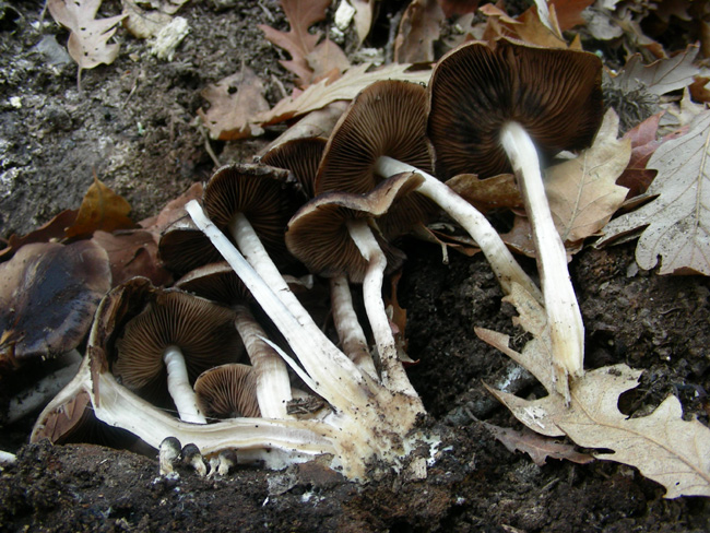 ritrovamenti 04.03.08 (1)