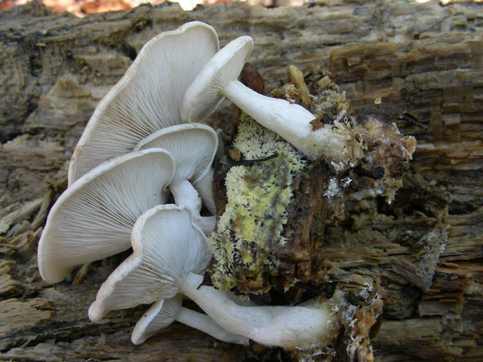 Ossicaulis lignatilis 21.03.08