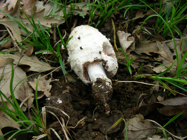 Coprinus comatus 21.03.08