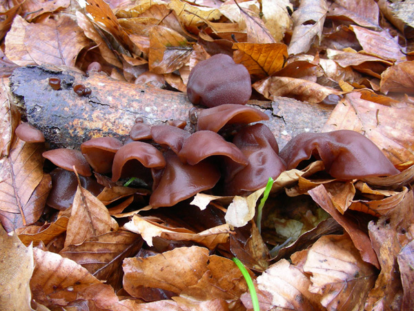 Auricularia auricula-judae 25.03.08