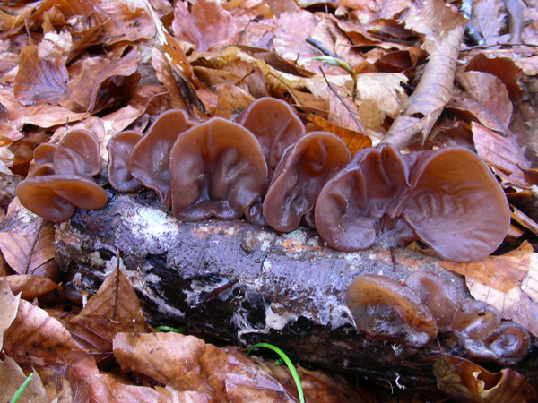 Auricularia auricula-judae 25.03.08