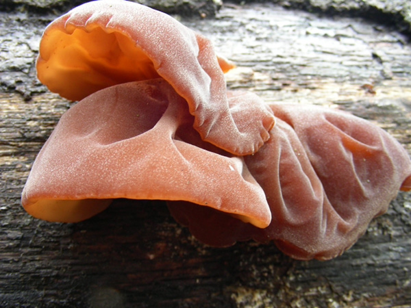 Auricularia auricula-judae 25.03.08