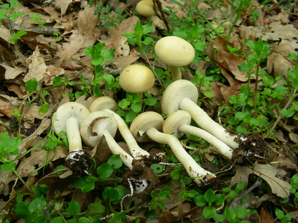 ritrovamento 22.04.08 (2)