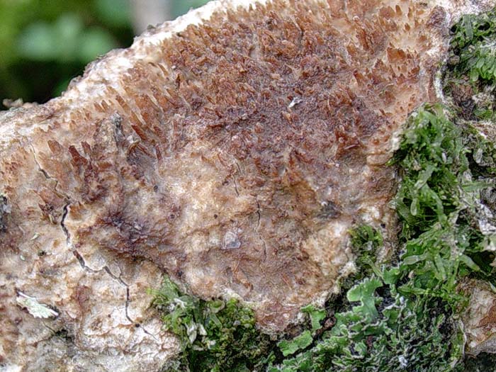 cose strane da determinare(funghi) (Radulomyces molaris)
