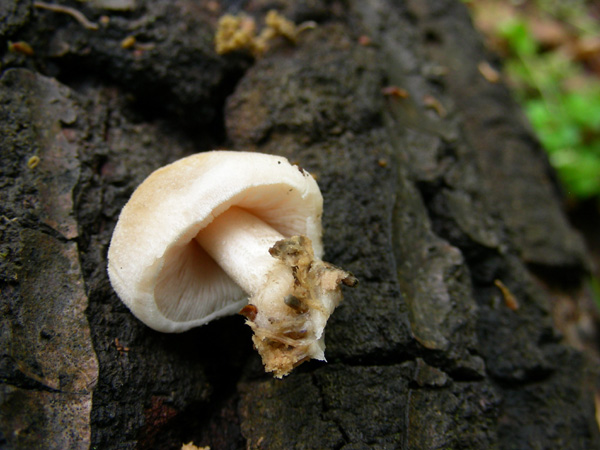 ritrovamento 29.04.08 (3)