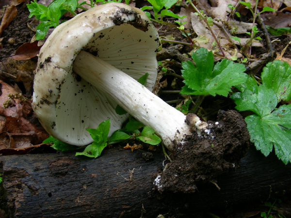 ritrovamento 29.04.08 (7)