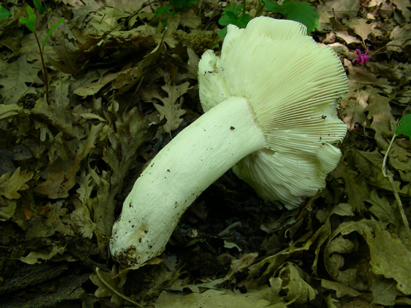 ritrovamenti 02.05.08.(4)