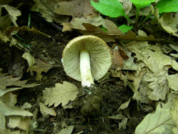 ritrovamento 02.05.08 (5) (cfr. Inocybe patouillardii)