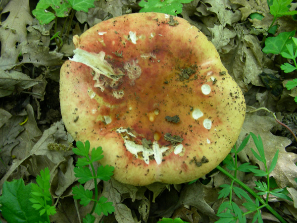 ritrovamenti 02.05.08.(4)