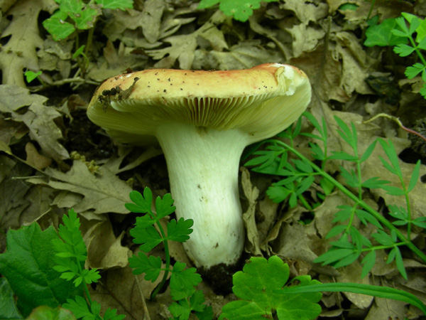 ritrovamenti 02.05.08.(4)