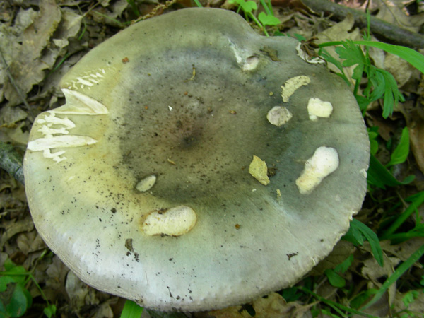 ritrovamenti 02.05.08.(4)