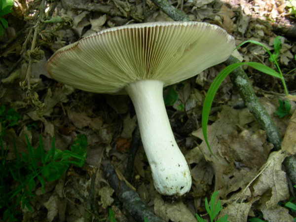 ritrovamenti 02.05.08.(4)