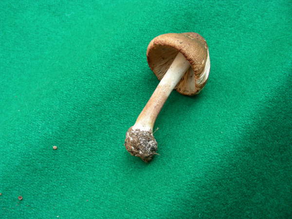 ritrovamento 02.05.08 (5) (cfr. Inocybe patouillardii)