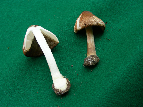 ritrovamento 02.05.08 (5) (cfr. Inocybe patouillardii)