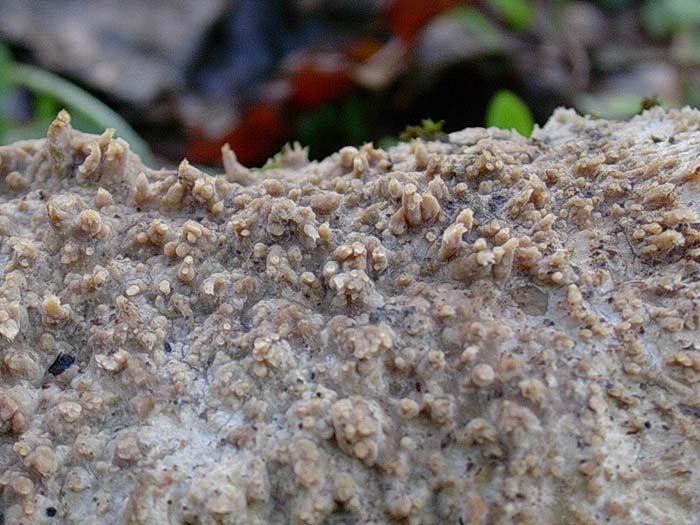 cose strane da determinare(funghi) (Radulomyces molaris)