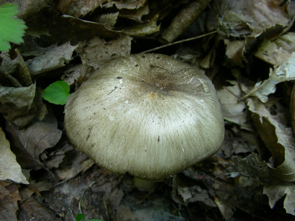 Megacollybia platyphylla 09.05.08