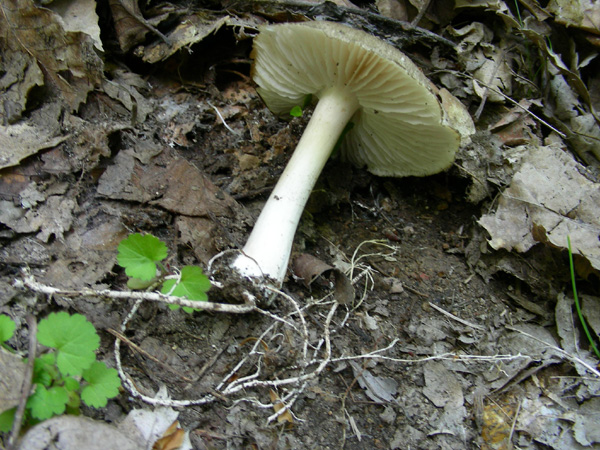 Megacollybia platyphylla 09.05.08