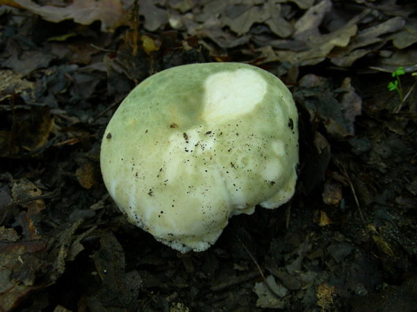 Russula virescens 14.05.08