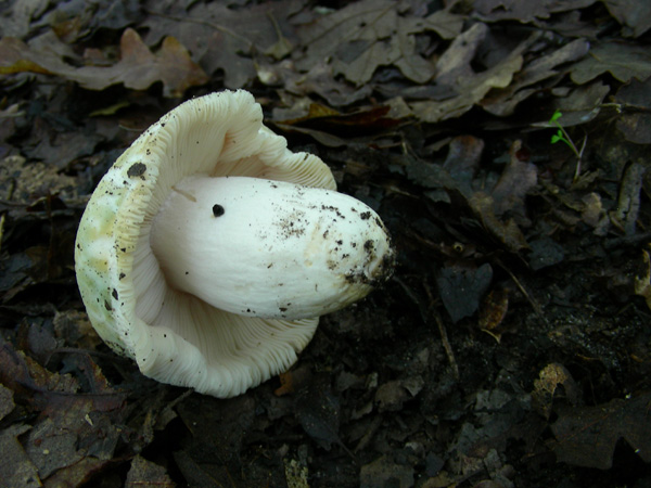 Russula virescens 14.05.08