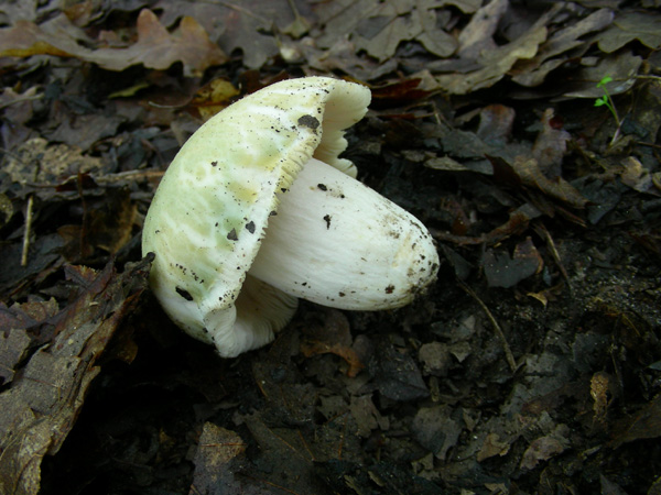Russula virescens 14.05.08
