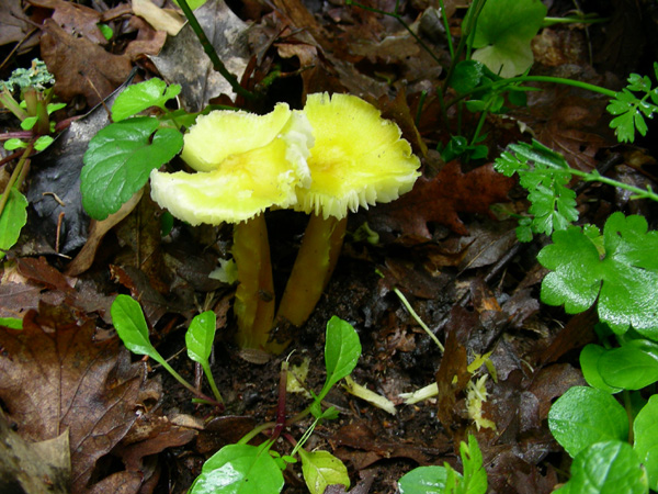 ritrovamento 20.05.08 (3) (cfr. Hygrocybe chlorophana)