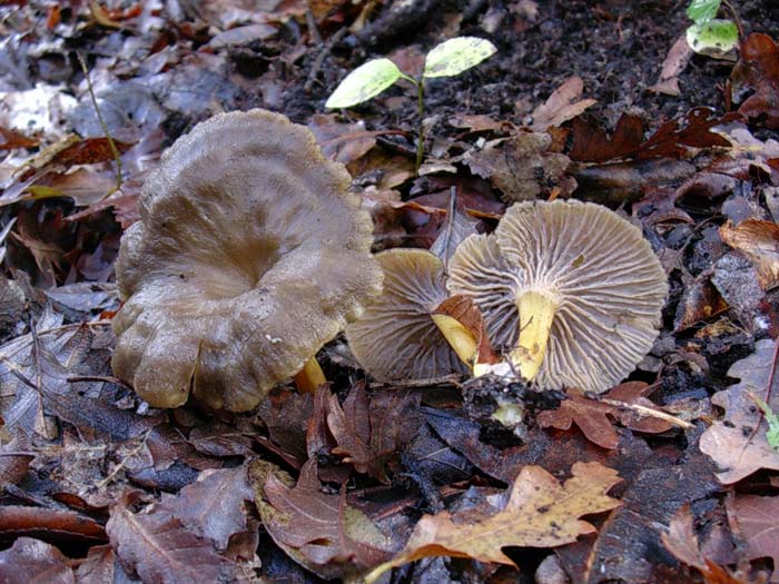 Cantharellus tubaeformis 10.11.06
